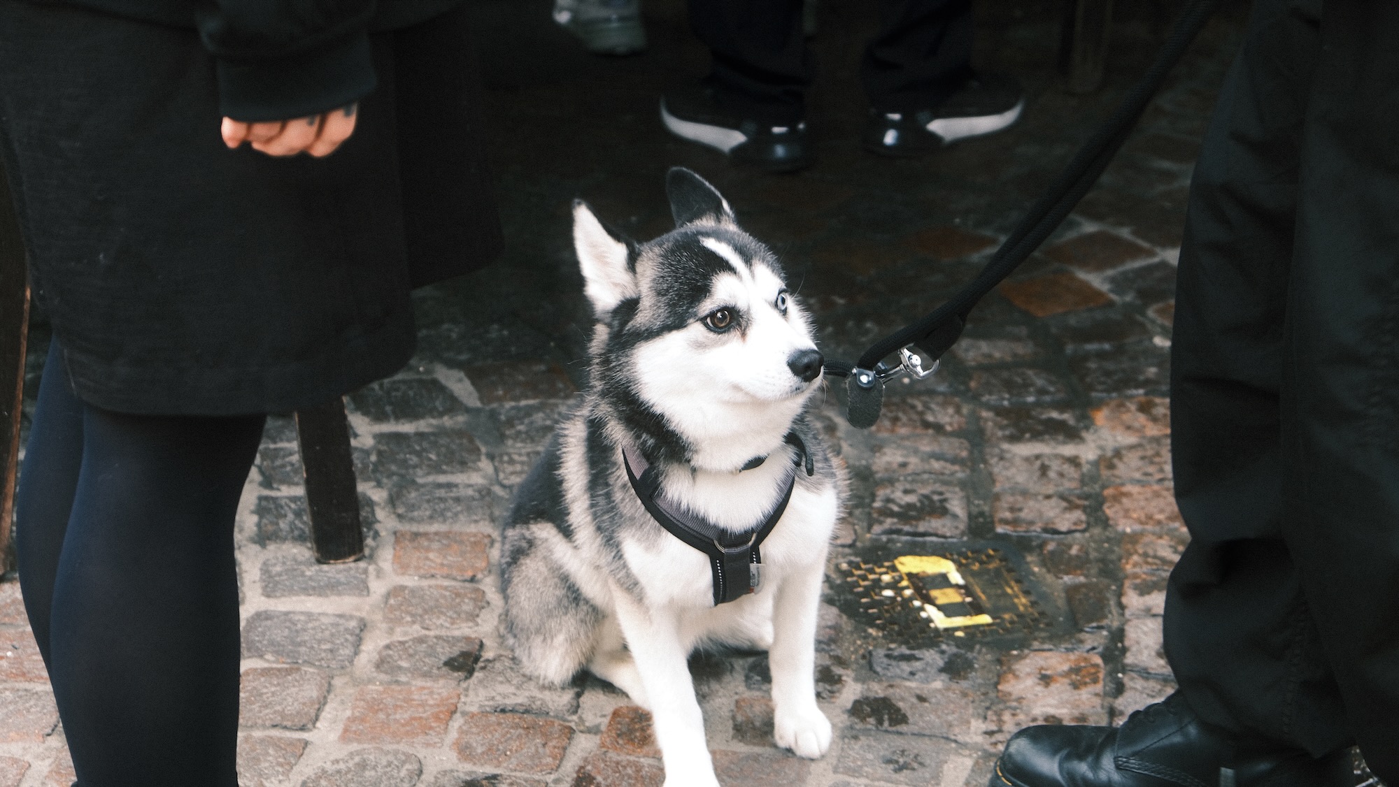 アントワープにいためっちゃ可愛いハスキー犬(写真OKと言われた)